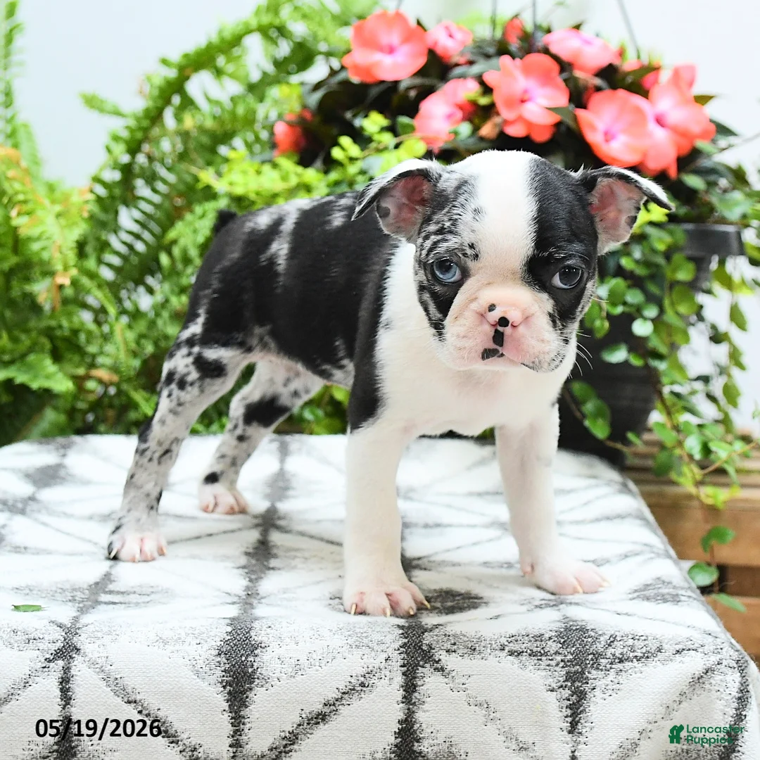 Boston Terrier dogs for sale: Alani - Ad 2