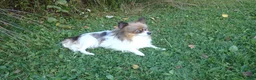 Pomeranian dogs for sale: Truffle - Ad 4