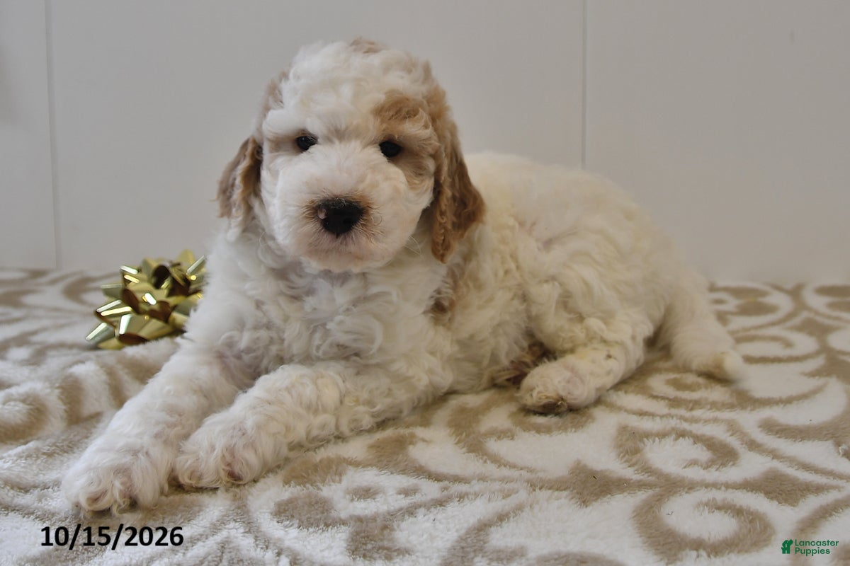 Mini Goldendoodle dogs Buster - Ad 1