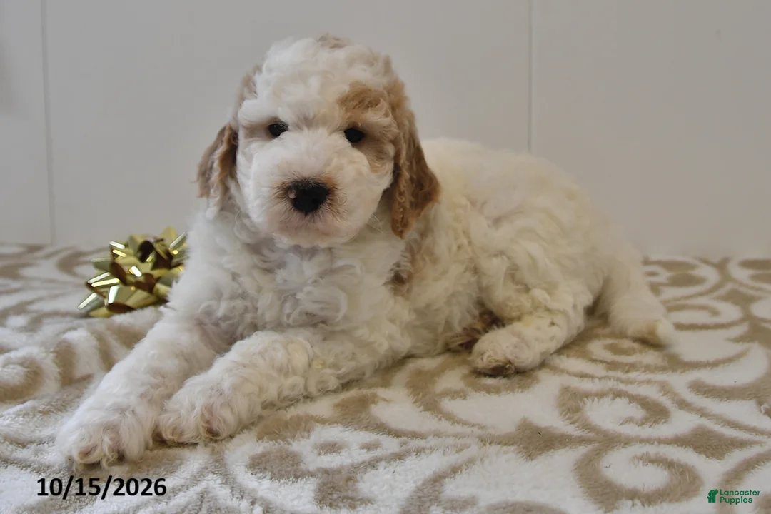 Mini Goldendoodle dogs for sale: Buster - Ad 1