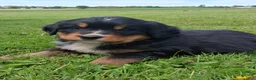 Bernese Mountain Dog dogs for sale: Prince - Ad 5