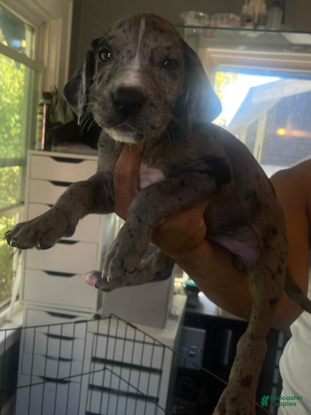 Great Dane dogs for sale: Grace  - Ad 1