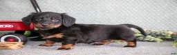 Miniature Dachshund dogs for sale: Belinda - Ad 1