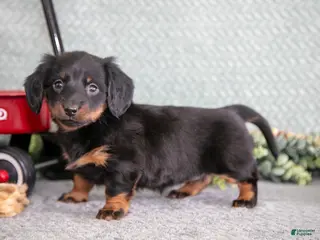 Miniature Dachshund dogs Belinda - Ad 11