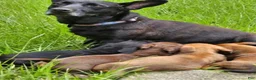 Mixed Breed dogs for sale: Dark brown and black  - Ad 2
