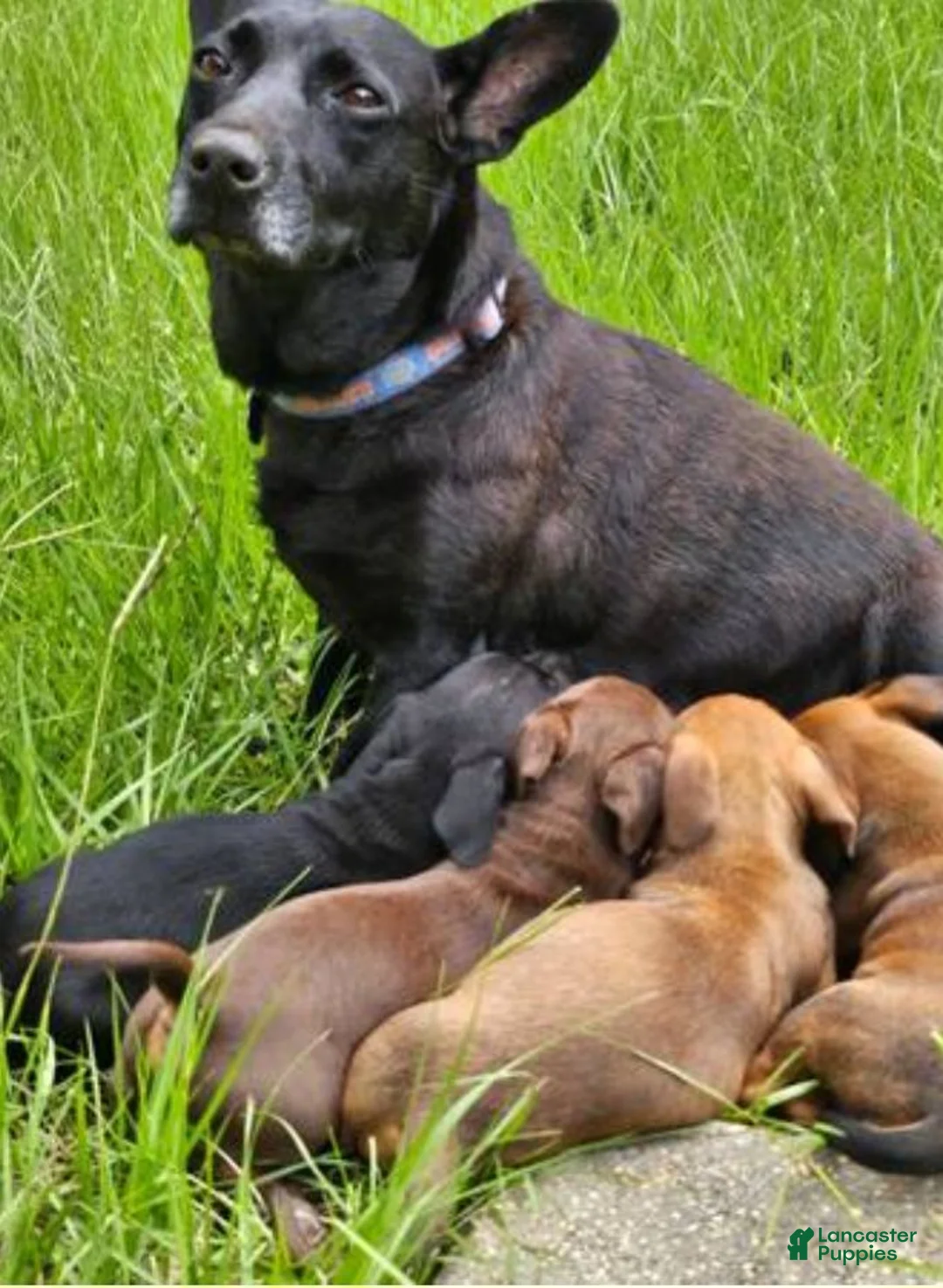 Mixed Breed dogs for sale: Dark brown and black  - Ad 2
