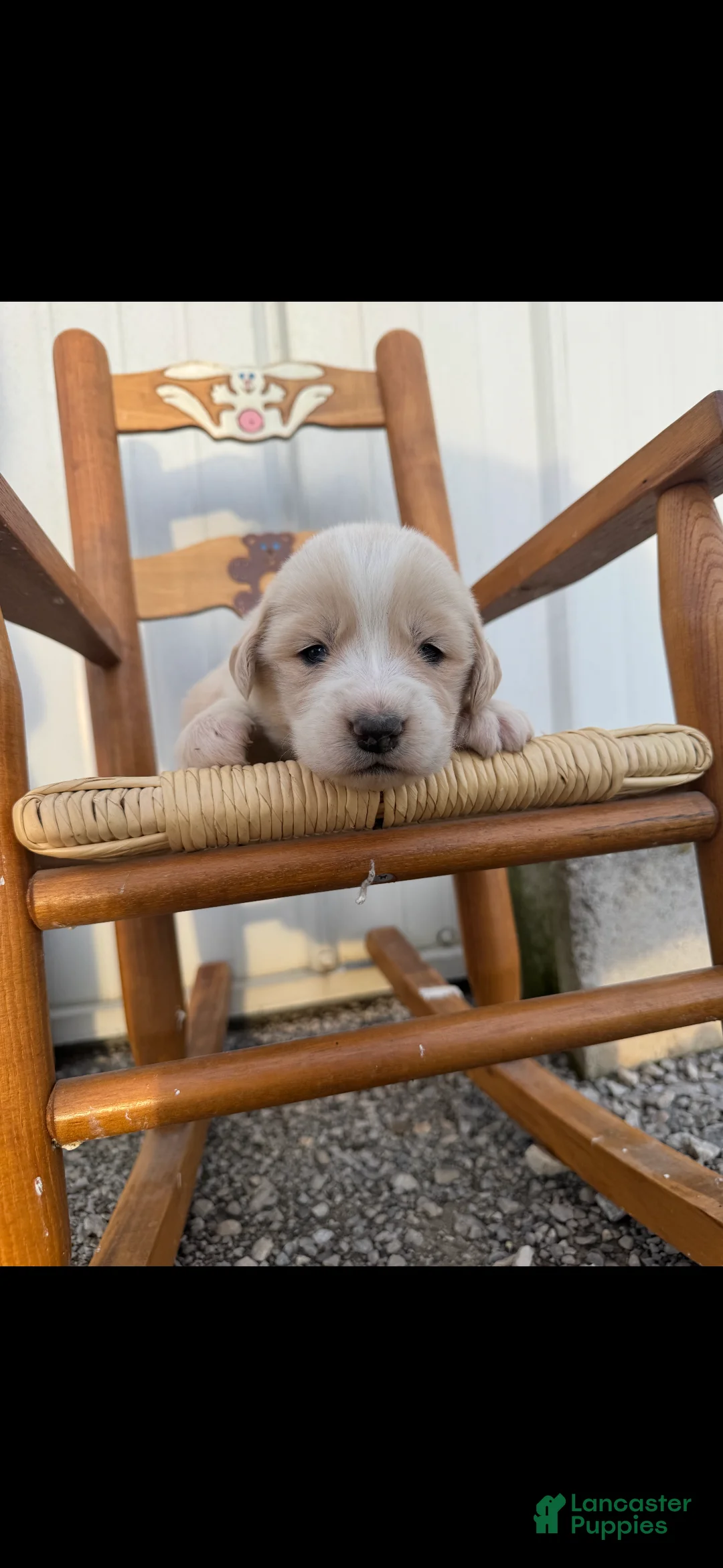 Mixed Breed dogs for sale: Golden Pyrenees- Orange Collar Girl  - Ad 1