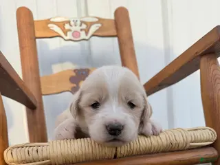 Mixed Breed dogs for sale: Golden Pyrenees- Orange Collar Girl - Ad 1