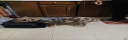 American Bully dogs for sale: American Bully 1 - Ad 3