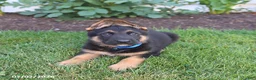 German Shepherd dogs for sale: Sawyer - Ad 4