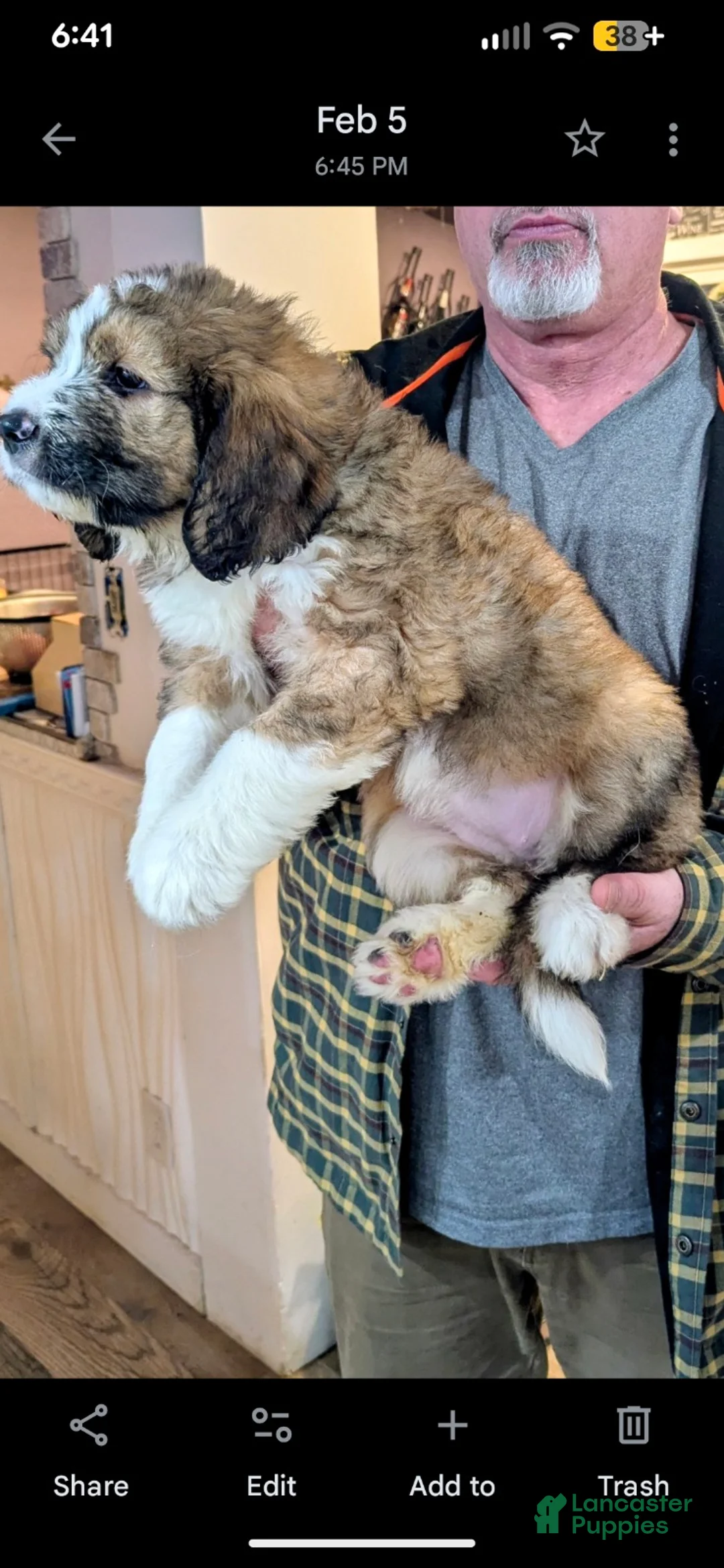 Mixed Breed dogs for sale: Thalia - Ad 1