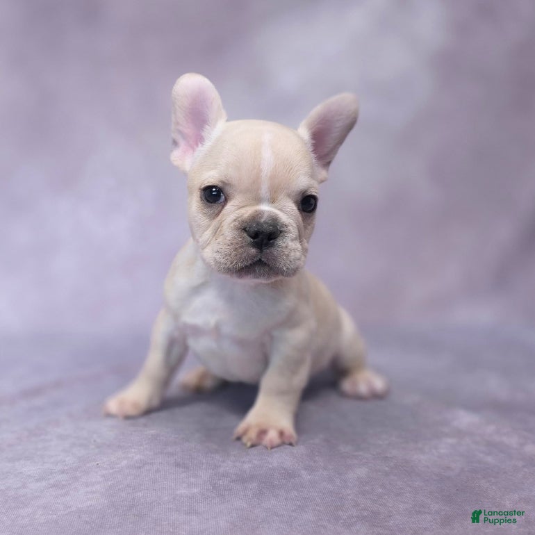 Miami Florida Craigslist Frenchie Puppies French Bulldog Puppies