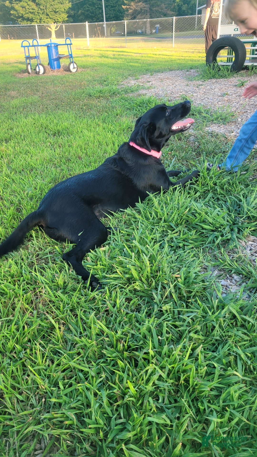 Needs Goldador Puppies for sale Lancaster Puppies