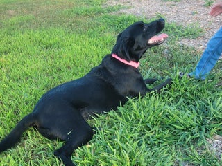 Goldador dogs - Ad 3