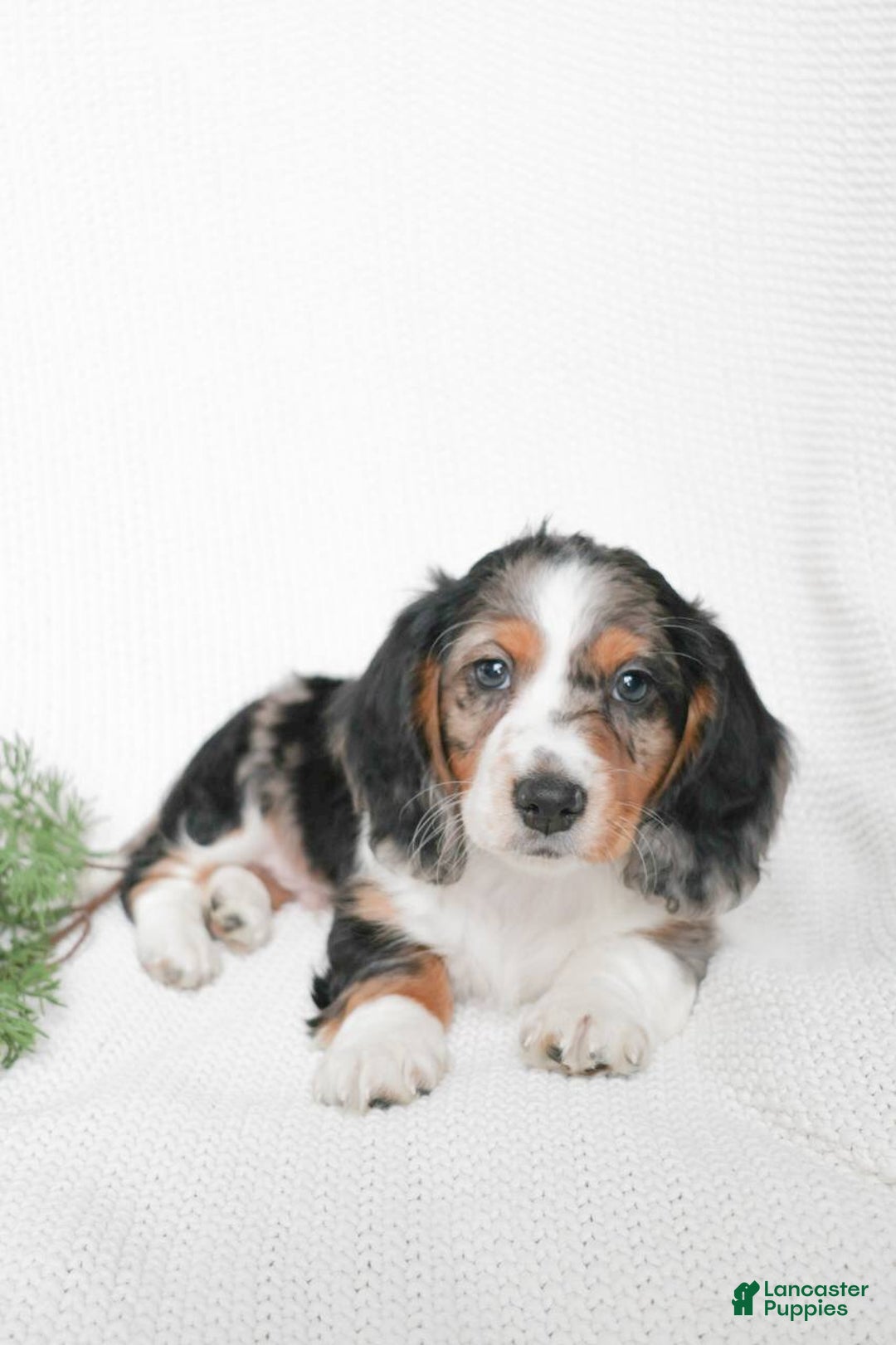 Miniature Dachshund dogs for sale: Miniature Dachshund Puppy 1 - Ad 1