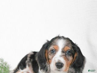 Miniature Dachshund dogs Miniature Dachshund Puppy 1 - Ad 19