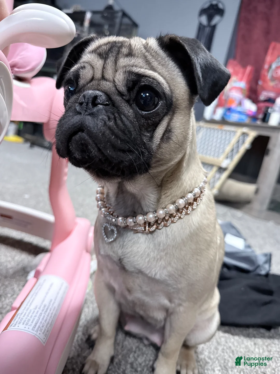 Pug dogs for sale: Bluey  - Ad 6