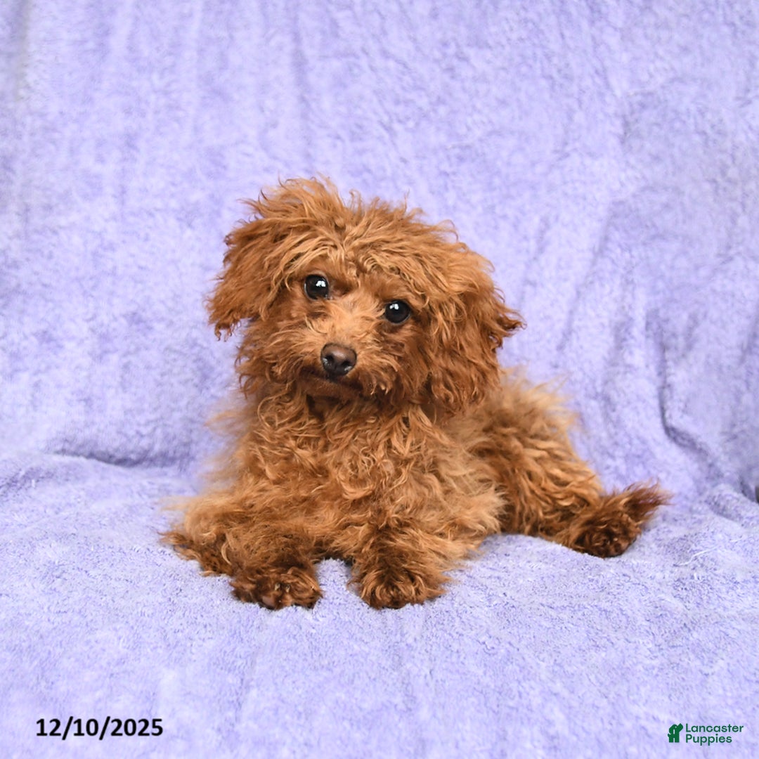 Toy Poodle dogs for sale: Max - Ad 2