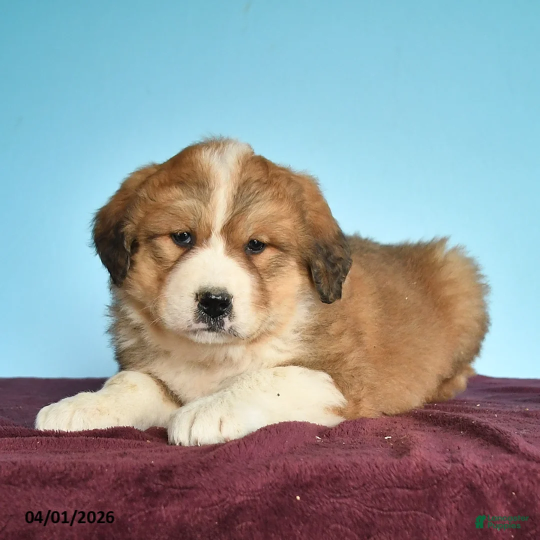 Mixed Breed dogs for sale: Coffee - Ad 2