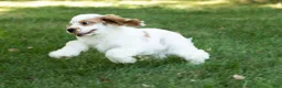 Cocker Spaniel dogs for sale: Reggie  - Ad 8