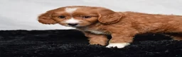 Cavapoo dogs for sale: Warrior - Ad 14