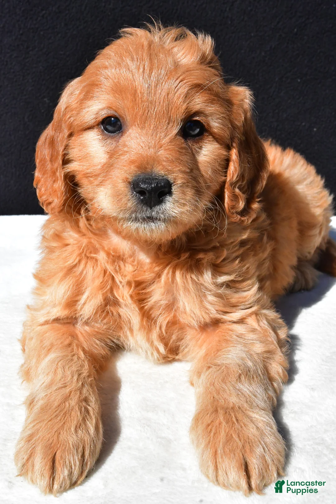 Mini Goldendoodle dogs for sale: Archie - Ad 2