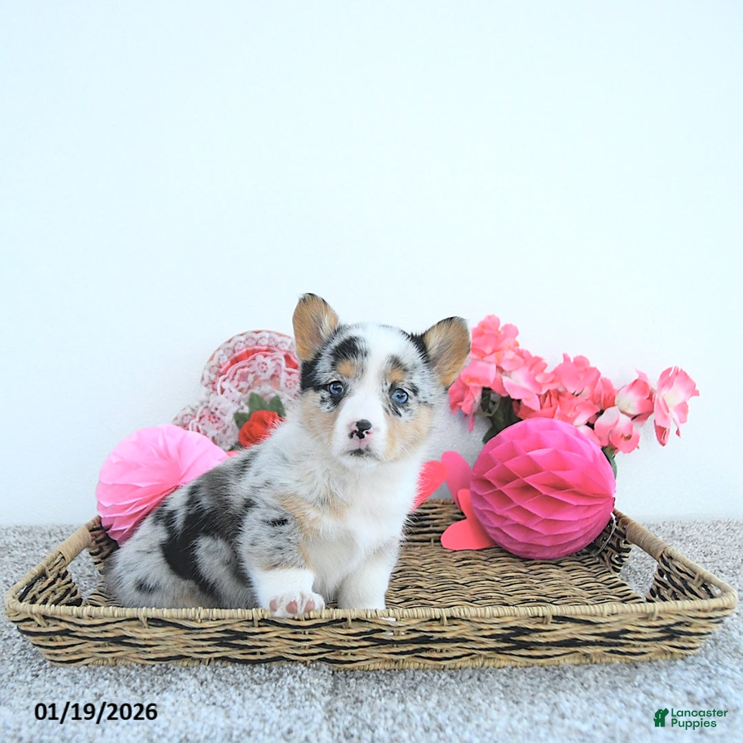 Welsh Corgi Pembroke dogs for sale: Lacy - Ad 5