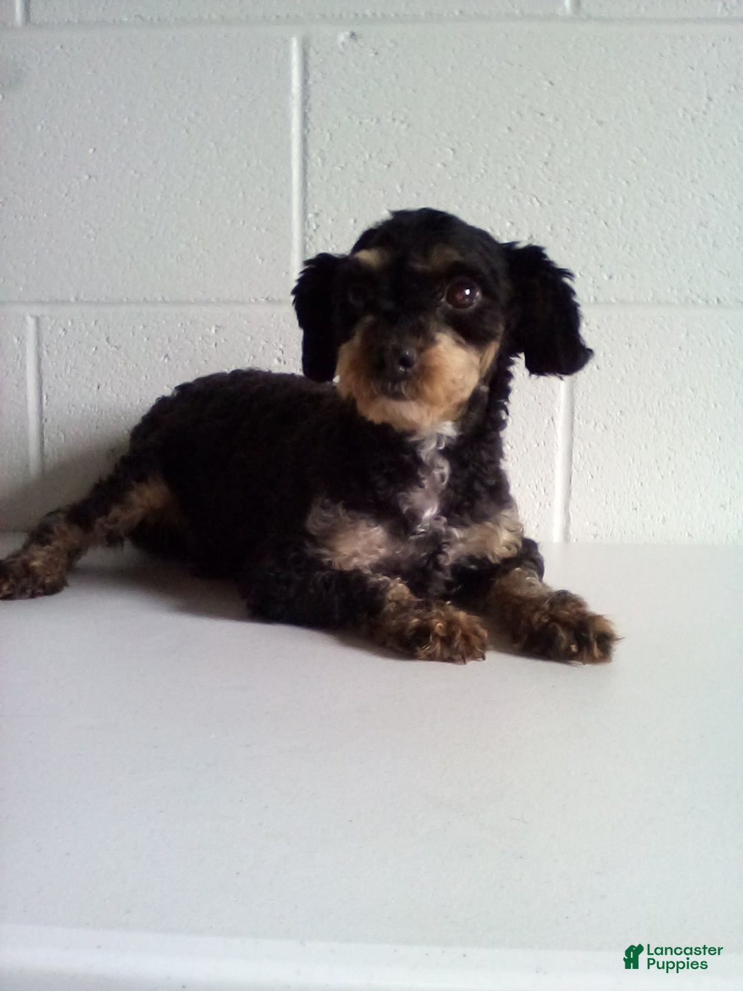 Yorkiepoo dogs for sale: Abby - Ad 23