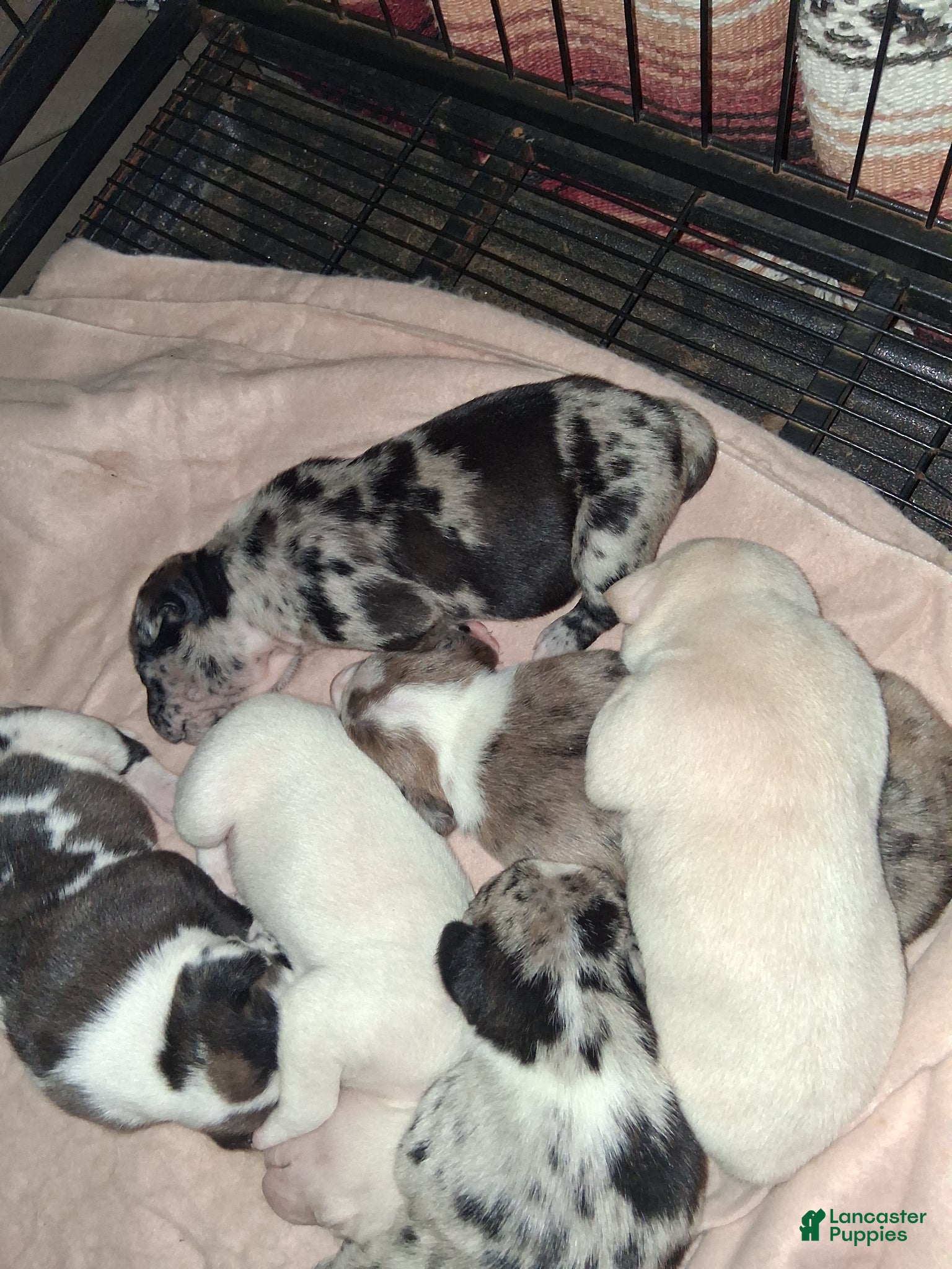 American Pit Bull Terrier dogs American Pit Bull Terrier Puppy 4 - Ad 15