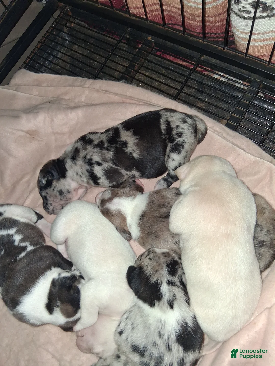 American Pit Bull Terrier dogs for sale: American Pit Bull Terrier Puppy 4 - Ad 1