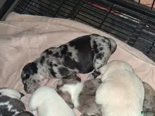 American Pit Bull Terrier dogs American Pit Bull Terrier Puppy 4 - Ad 20