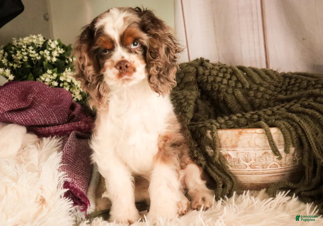 Cocker Spaniel dogs for sale: Graham - Ad 6