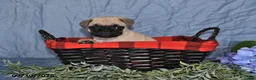 Pug dogs for sale: Briana - Ad 5