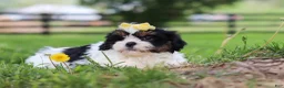 Shih Tzu dogs for sale: Fern - Ad 4