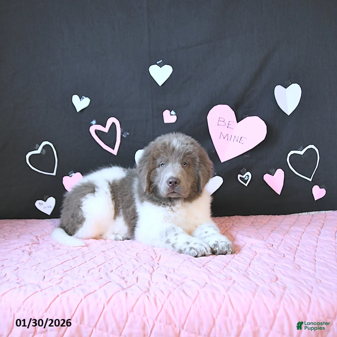 Newfoundland dogs for sale: Oliver - Ad 4