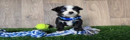Toy Australian Shepherd dogs for sale: Boy 3 - Ad 1