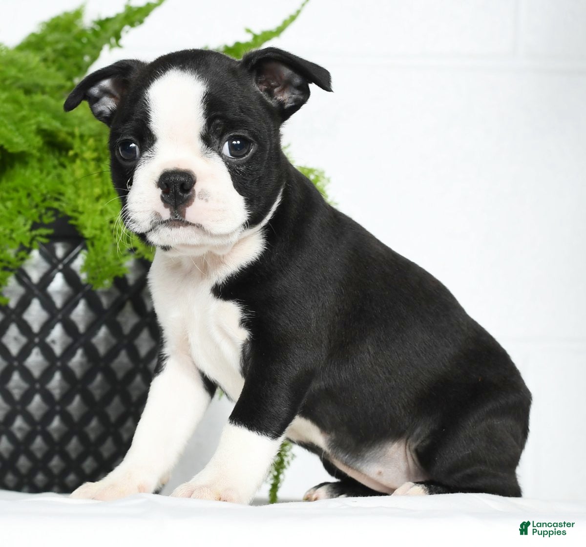 With long hair Boston Terrier Puppies for sale Lancaster Puppies