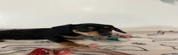 Miniature Dachshund dogs for sale: Mollie - Ad 5