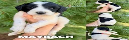 Goldendoodle dogs for sale: Maybach - Standard F1b - Ad 3