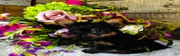 Yorkshire Terrier dogs for sale: Roxie - Ad 4