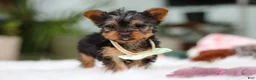 Yorkshire Terrier dogs for sale: Trevor - Ad 8