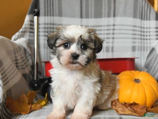 Malshi dogs Romeo - Ad 5