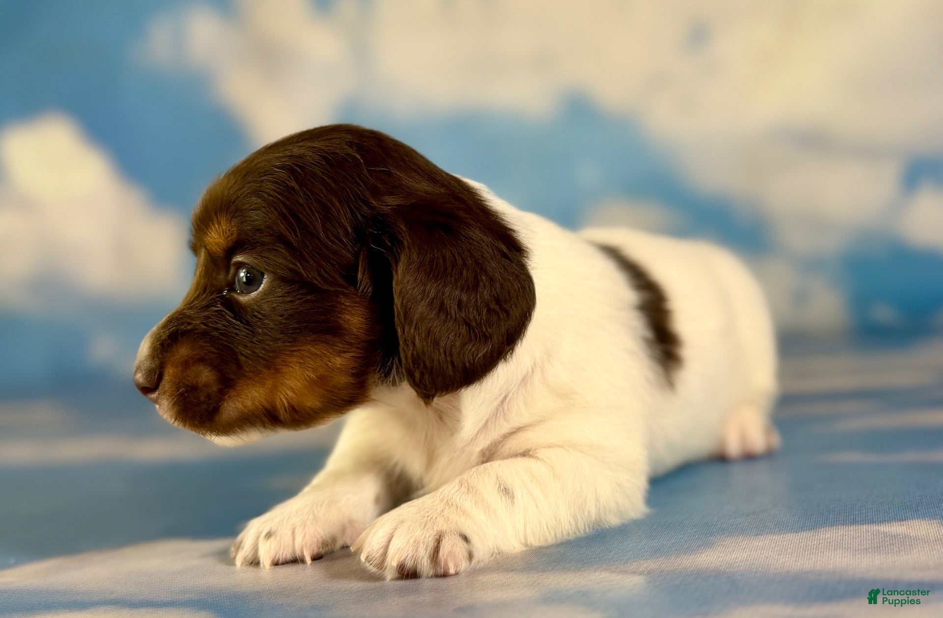 Miniature Dachshund dogs for sale: Valerie LH PRA clear OFA Chic parents - Ad 2