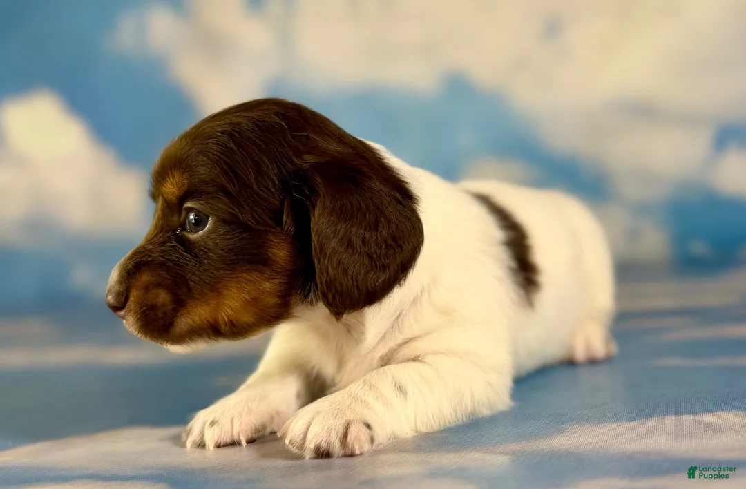 Miniature Dachshund dogs for sale: Valerie LH PRA clear OFA Chic parents - Ad 2