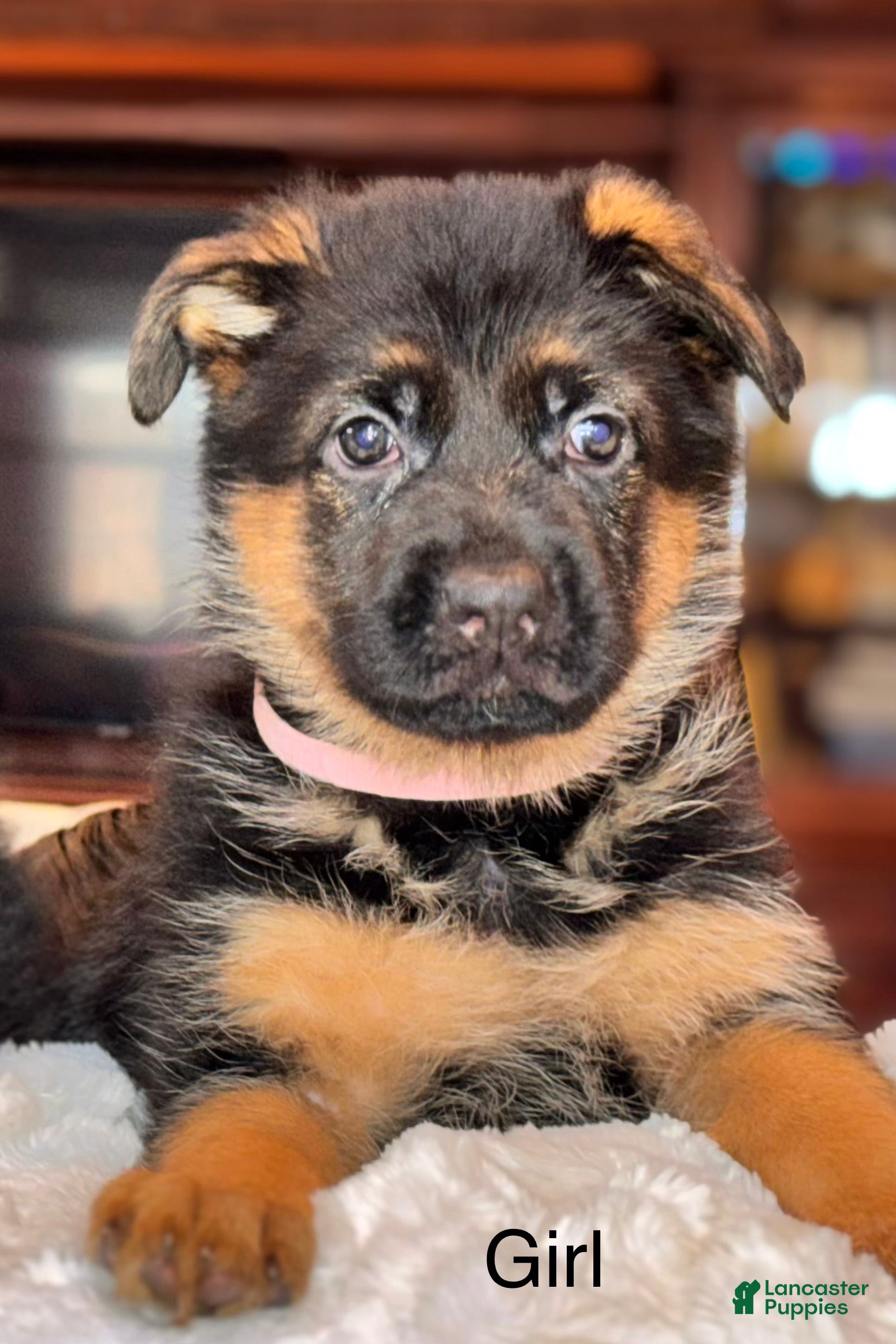 German Shepherd dogs German Shepherd Puppy 7 - Ad 39