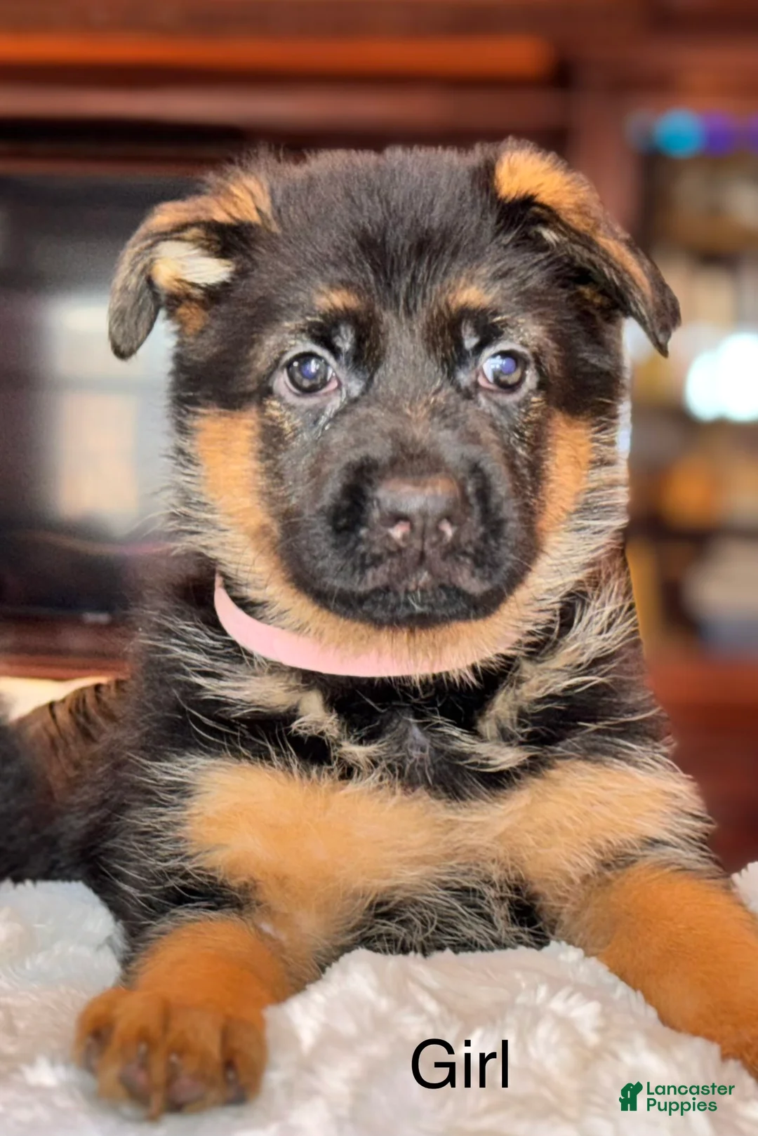 German Shepherd dogs for sale: German Shepherd Puppy 7 - Ad 1