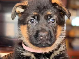 German Shepherd dogs German Shepherd Puppy 7 - Ad 39