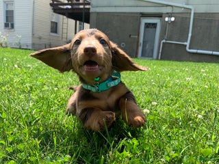 Miniature Dachshund dogs - Ad 14