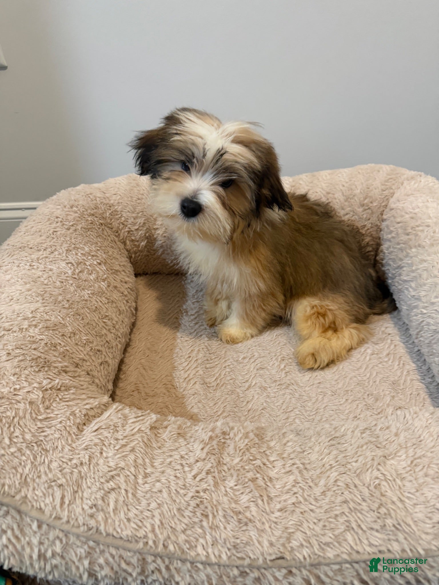 Mixed Breed dogs Mixed Breed 3 - Ad 2