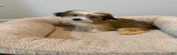 Mixed Breed dogs for sale: Mixed Breed 1 - Ad 2